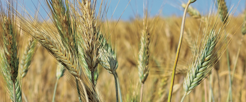 Crop Yield Increase